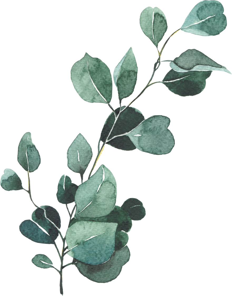 Watercolor Eucalyptus Leaves Illustration